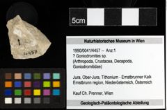 Foto (Objekt + Etiketten) von ? Goniodromites sp. 